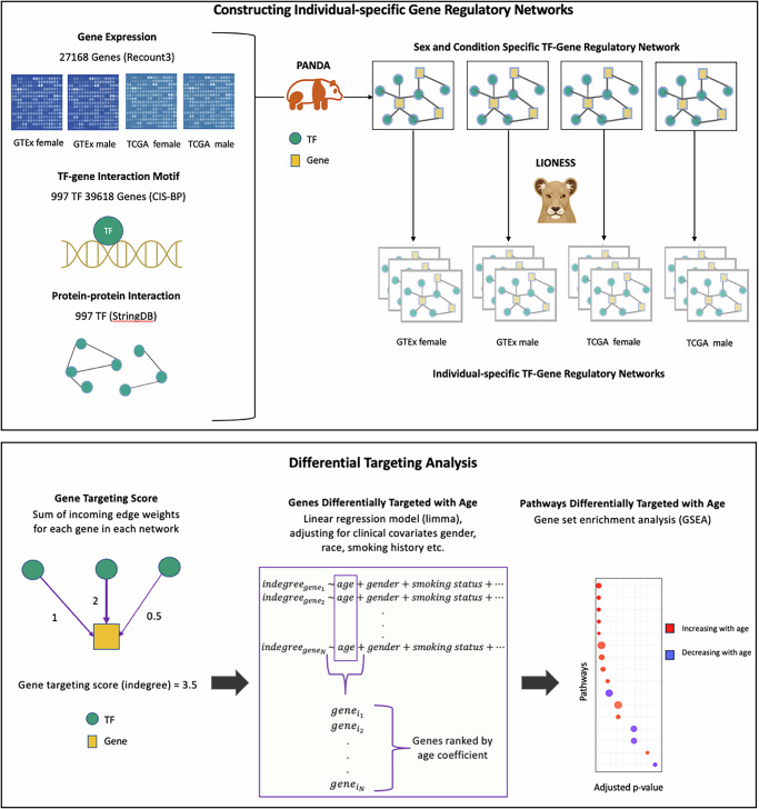 Aging-associated alterations in gene regulatory networks associate with risk, prognosis and response to therapy in lung adenocarcinoma.