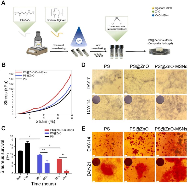 Strategic incorporation of metal ions in bone regenerative scaffolds: multifunctional platforms for advancing osteogenesis.