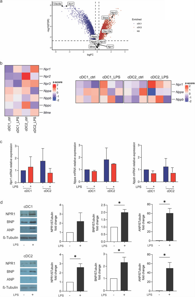 Natriuretic peptides as novel regulators of dendritic cells-mediated inflammation.