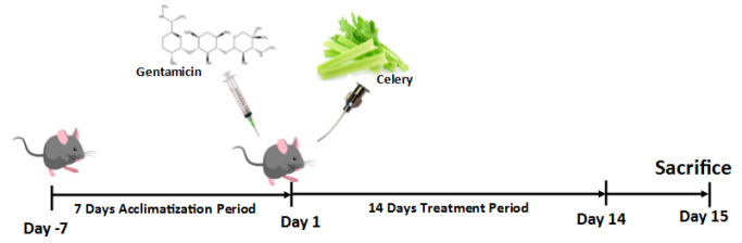 Extracts of <i>Apium graveolens</i> (Celery) attenuate hepato-renal injury induced by chronic administration of gentamicin in mice through activation of Nrf2-antioxidant signaling pathways.