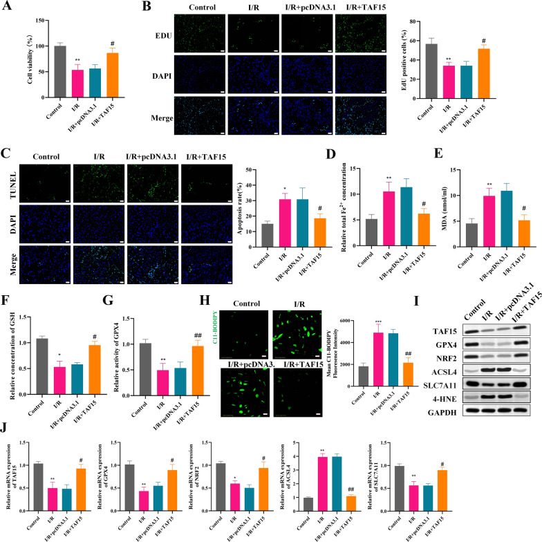 Targeting PRMT1-mediated methylation of TAF15 to protect against myocardial infarction by inhibiting ferroptosis via the GPX4/NRF2 pathway.