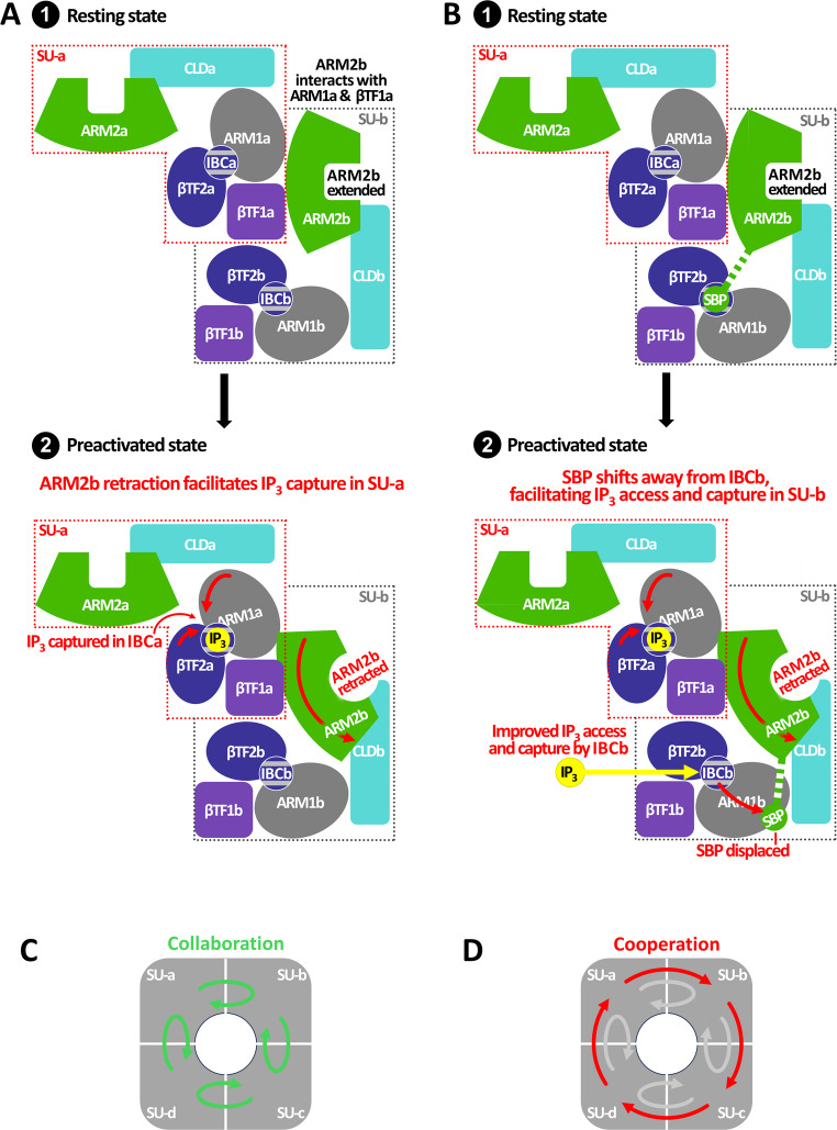 From IP3RPEP6 Inhibition of IP<sub>3</sub> receptor channels to insights: do channel subunits collaborate or cooperate?