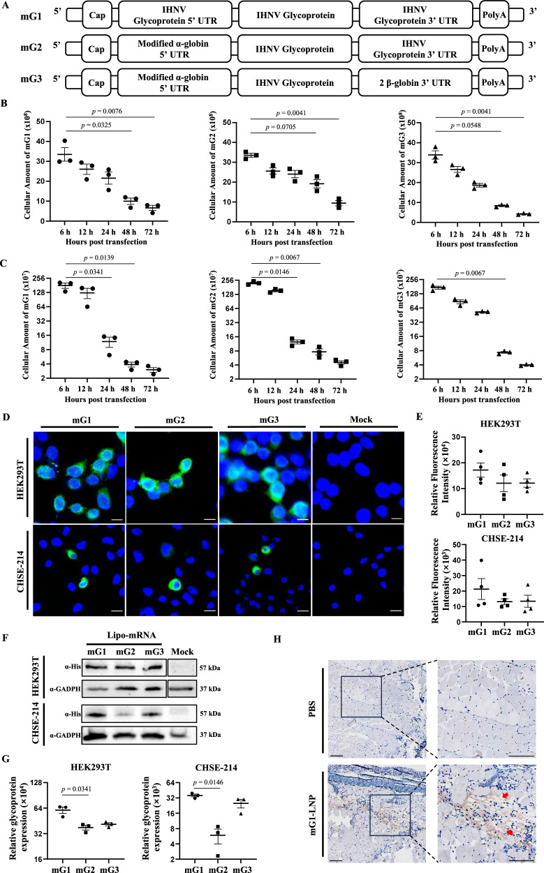 Development of an mRNA vaccine encoding IHNV glycoprotein protects rainbow trout (Oncorhynchus mykiss) from infection.