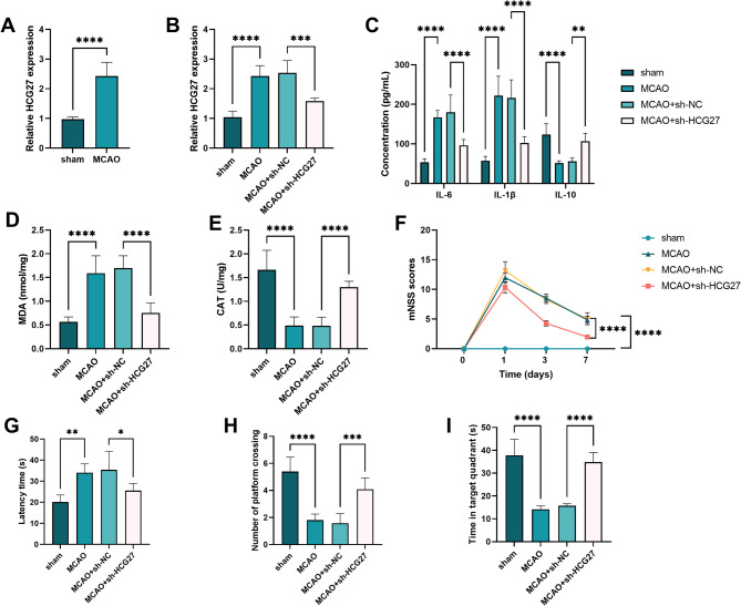 Silencing LncRNA HCG27 ameliorates cognitive dysfunction after ischemic stroke via miR-27a-3p regulation.