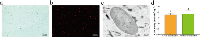 Establishment of a low-temperature immersion method for extracting high-activity and high-purity mitochondria from Syntrichia caninervis Mitt.