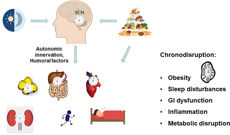 The circadian clock, metabolism, and inflammation-the holy trinity of inflammatory bowel diseases.