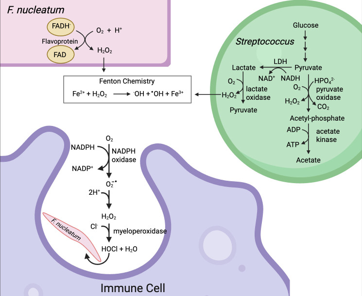 <i>Fusobacterium nucleatum</i>: strategies for adapting to aerobic stress.
