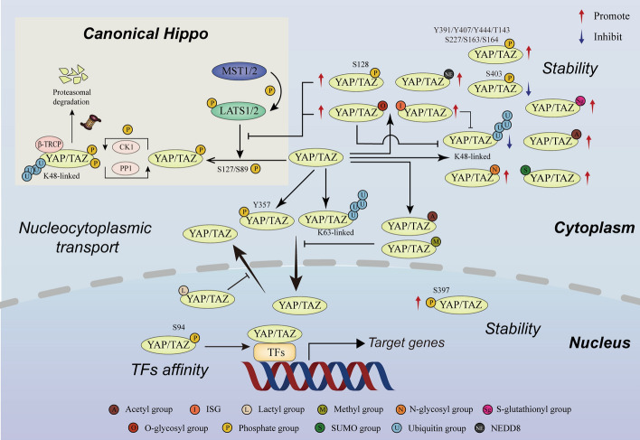 Posttranslational modifications of YAP/TAZ: molecular mechanisms and therapeutic opportunities.