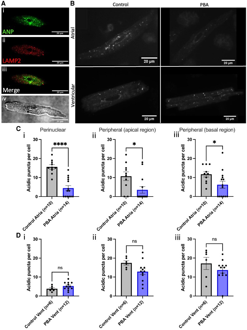 Atrial granules as acidic calcium stores in cardiomyocytes.