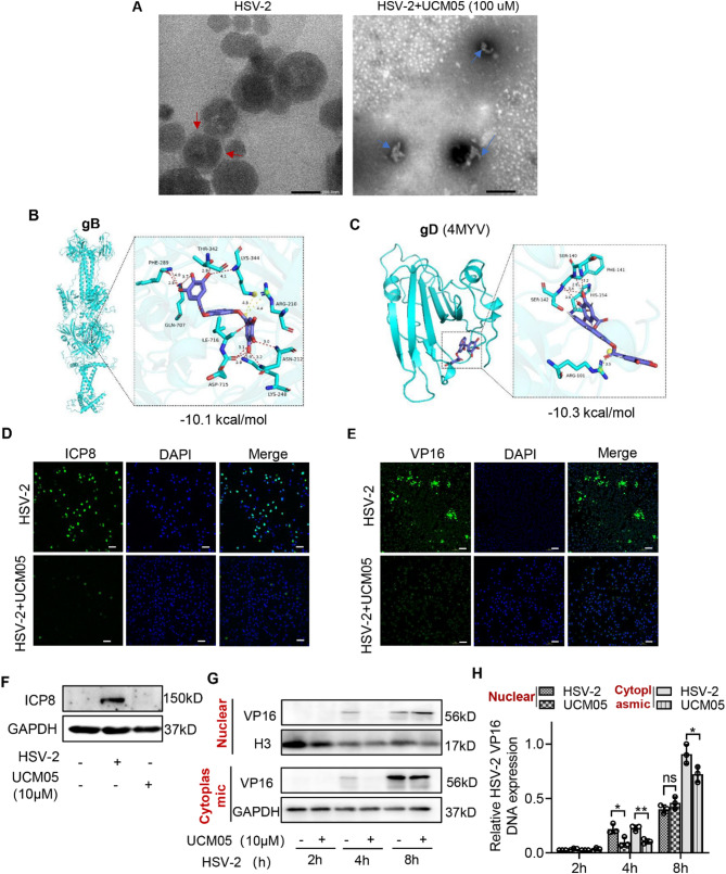 Small molecule UCM05 inhibits HSV-2 infection via targeting viral glycoproteins and fatty acid synthase with potentiating antiviral immunity.