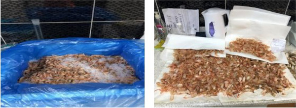Ultrasound-Assisted Extraction (UAE) for the Utilization of Deep-Water Pink Shrimp (Parapenaeus longirostris) Processing Waste: Comprehensive Characterization of Carotenoid Astaxanthin Rich Extract.