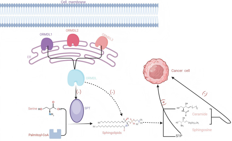Advances in ORMDL Research in Malignant Tumors: A Review.