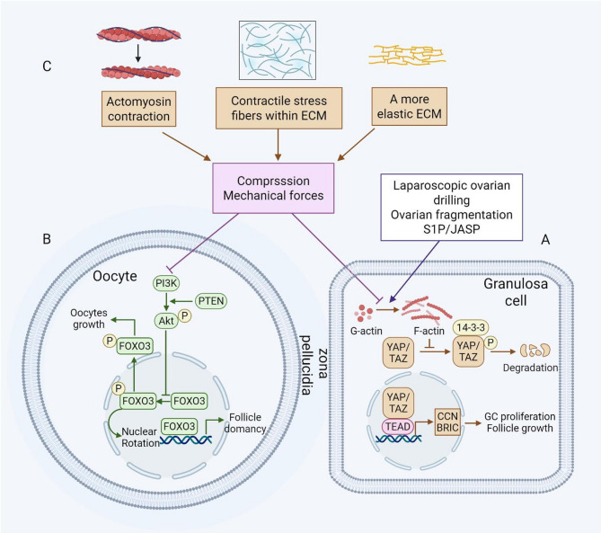 Extracellular matrix dysregulation in PCOS: pathogenesis, therapeutic strategies, and innovative technologies.