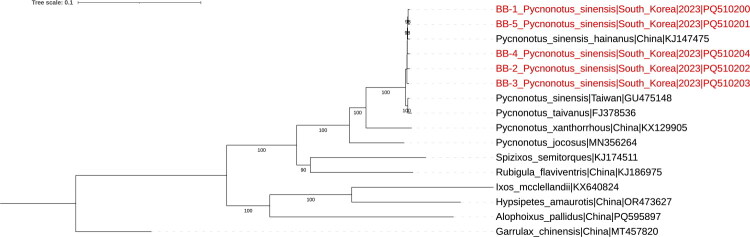 Complete mitochondrial genome sequencing and phylogenetic analysis of the Light-vented Bulbul (<i>Pycnonotus sinensis</i>) killed by window collision in South Korea in 2023.