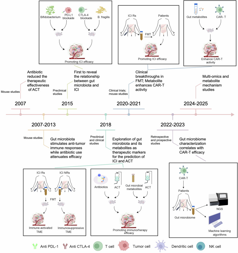 Gut microbiota shapes cancer immunotherapy responses.