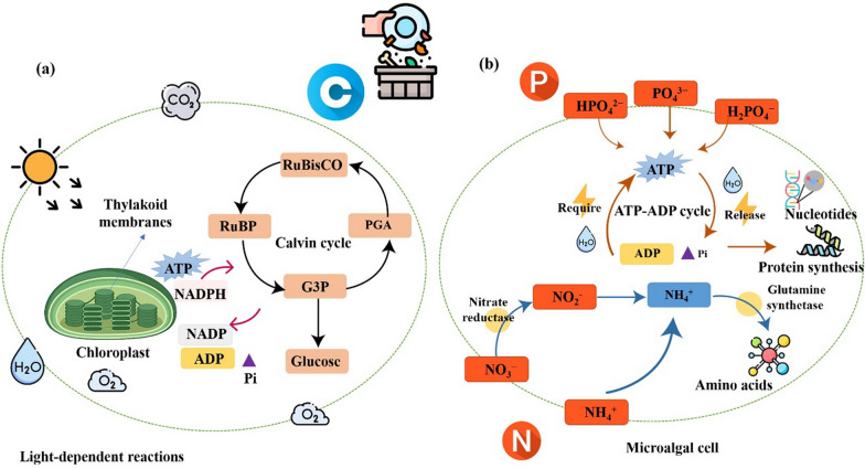Upcycling food waste for microalgae cultivation toward lipid production in a closed-loop and system-integrated circular bioeconomy