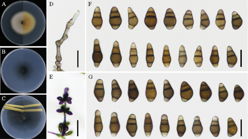 ﻿Morphological and phylogenetic analyses reveal two novel species of <i>Curvularia</i> (Pleosporales, Pleosporaceae) from southern China.