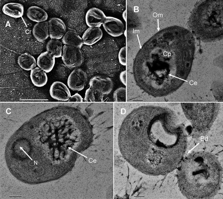 Description of Stieleria mannarensis sp. nov., isolated from a marine sponge, and proposal to include members of the genus Roseiconus in the genus Stieleria