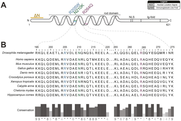 Lamin variants cause cardiac arrhythmogenicity in Drosophila.
