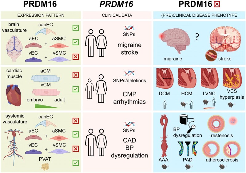 PRDM16, a new kid on the block in cardiovascular health and disease.