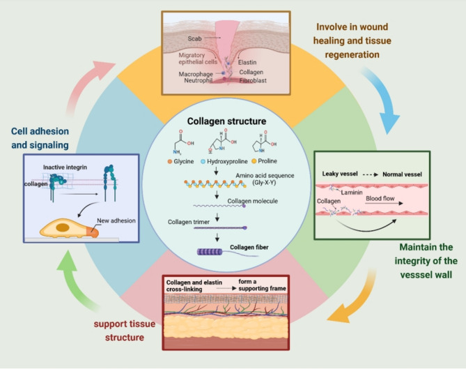 Targeting collagen to optimize cancer immunotherapy.