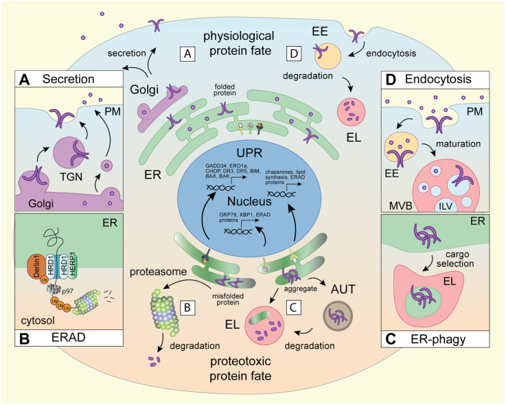 Membrane Contact Sites in Proteostasis and ER Stress Response.