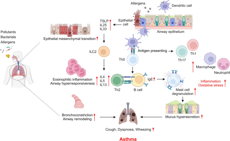 Naturally derived bioactive compounds as regulators of oxidative stress and inflammation in asthma.