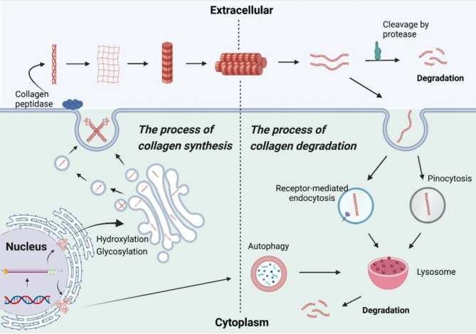 Targeting collagen to optimize cancer immunotherapy.