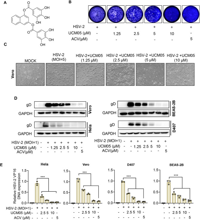 Small molecule UCM05 inhibits HSV-2 infection via targeting viral glycoproteins and fatty acid synthase with potentiating antiviral immunity.