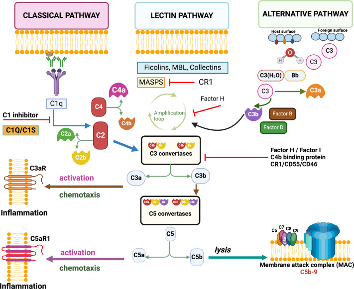 Advantages of using complement components in preventive and therapeutic vaccine strategies for infectious and non-infectious diseases.