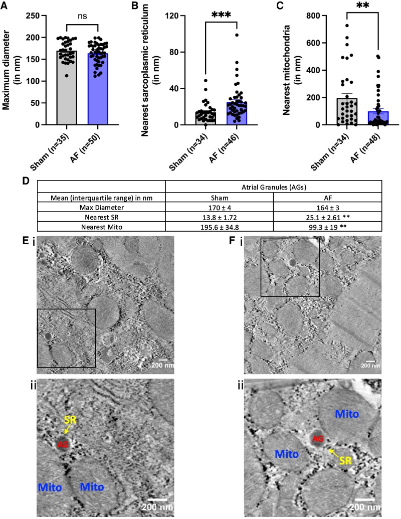 Atrial granules as acidic calcium stores in cardiomyocytes.