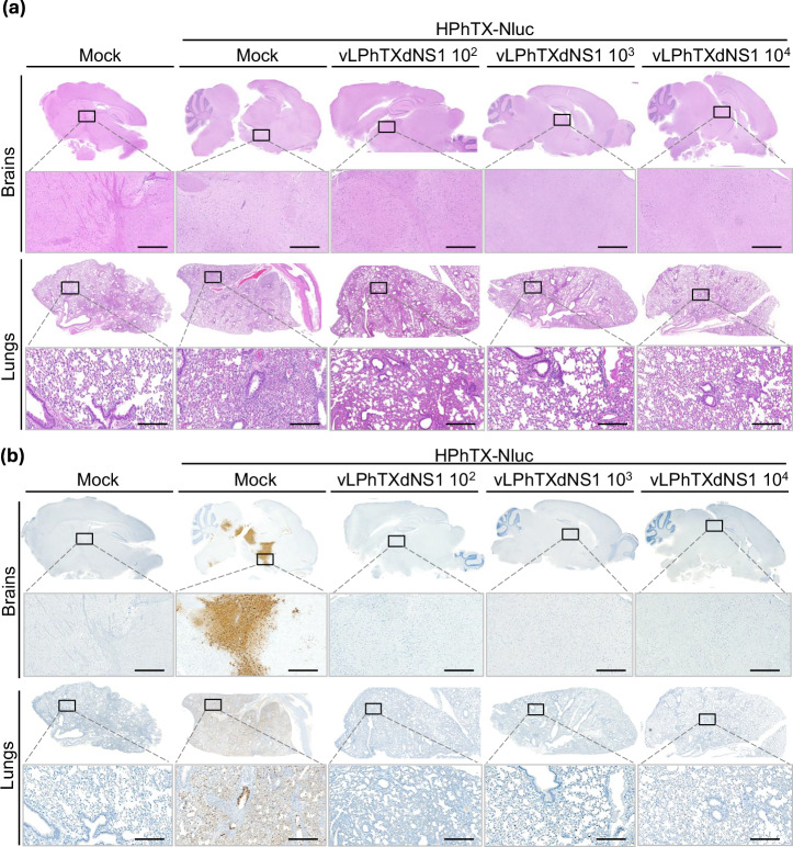 A live attenuated NS1-deficient vaccine candidate for cattle-origin influenza A (H5N1) clade 2.3.4.4.b viruses.