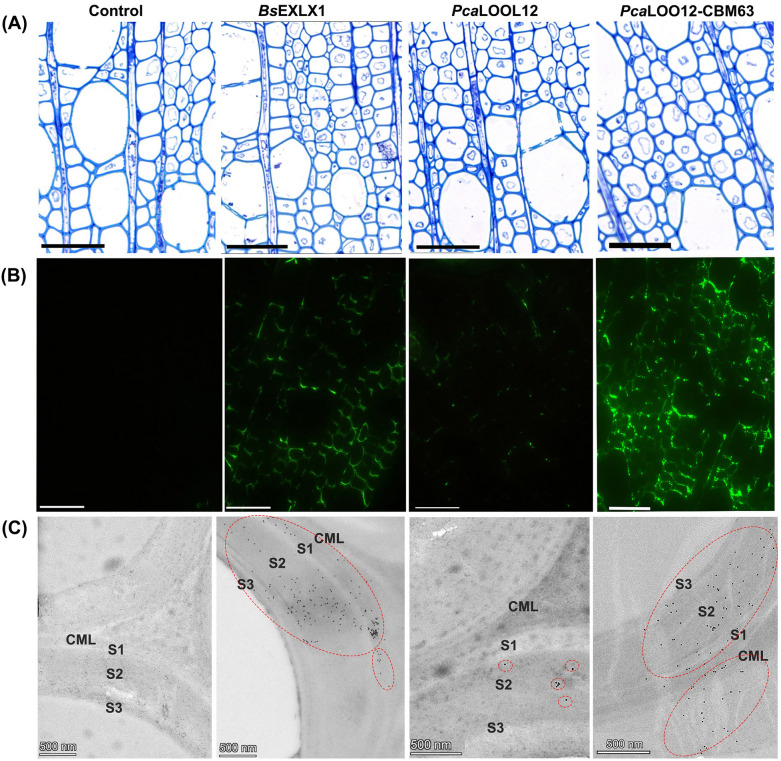 Carbohydrate-binding domain CBM63 of microbial expansin-like BsEXLX1 facilitates the adsorption of expansin-related proteins to hemicelluloses in plant secondary cell walls