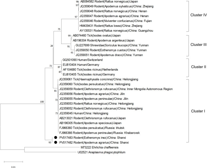 Detection and genetic diversity of Neoehrlichia mikurensis in rodents from central and southern Shanxi, China.