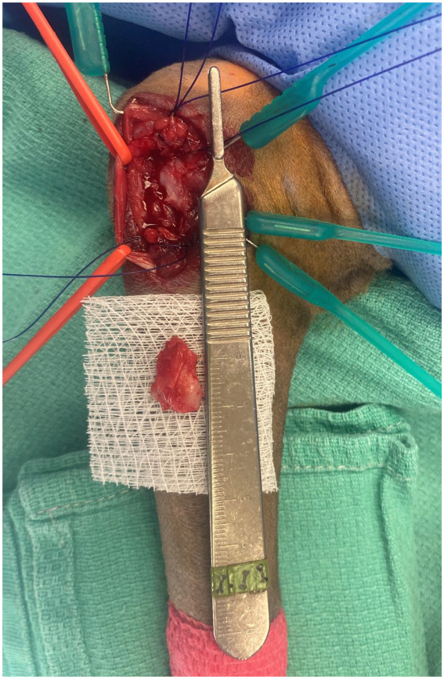 Medial humeral epicondylitis: a retrospective case series of nine cats (17 elbows).