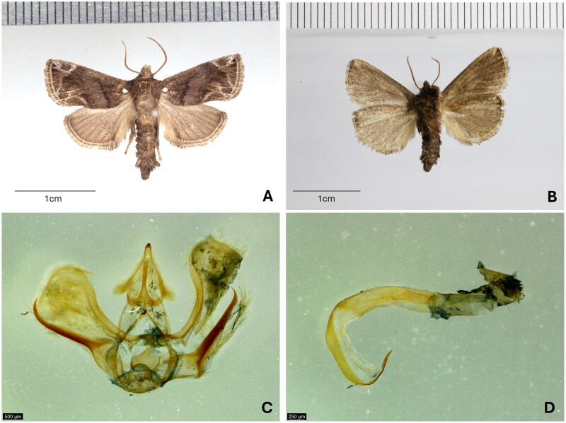 Complete mitochondrial genome of <i>Austrapoda dentatus</i> Oberthür, 1879 (Lepidoptera: Limacodidae).