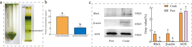 Establishment of a low-temperature immersion method for extracting high-activity and high-purity mitochondria from Syntrichia caninervis Mitt.