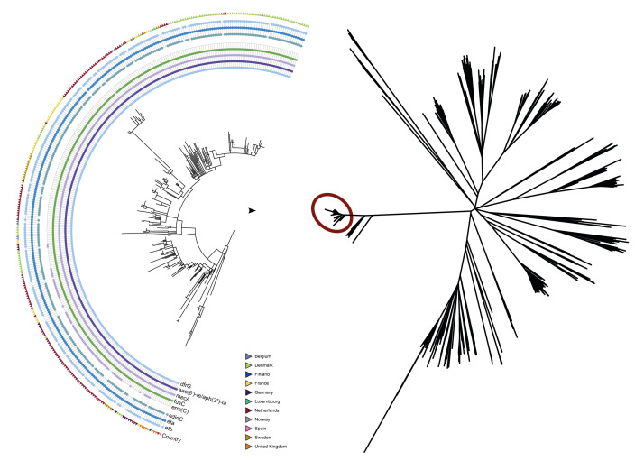 Spread of the FAR-MRSA clone, a fusidic acid- and meticillin-resistant <i>Staphylococcus aureus</i> ST121, Europe, 2014 to 2024.