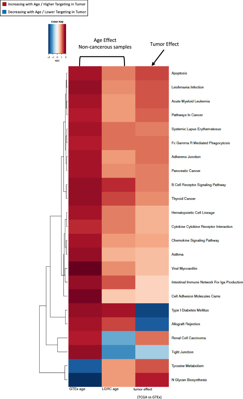 Aging-associated alterations in gene regulatory networks associate with risk, prognosis and response to therapy in lung adenocarcinoma.