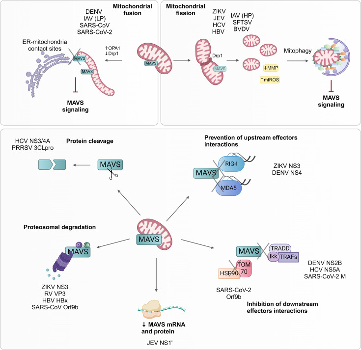Understanding the mechanisms of mitochondrial rewiring during viral infections.