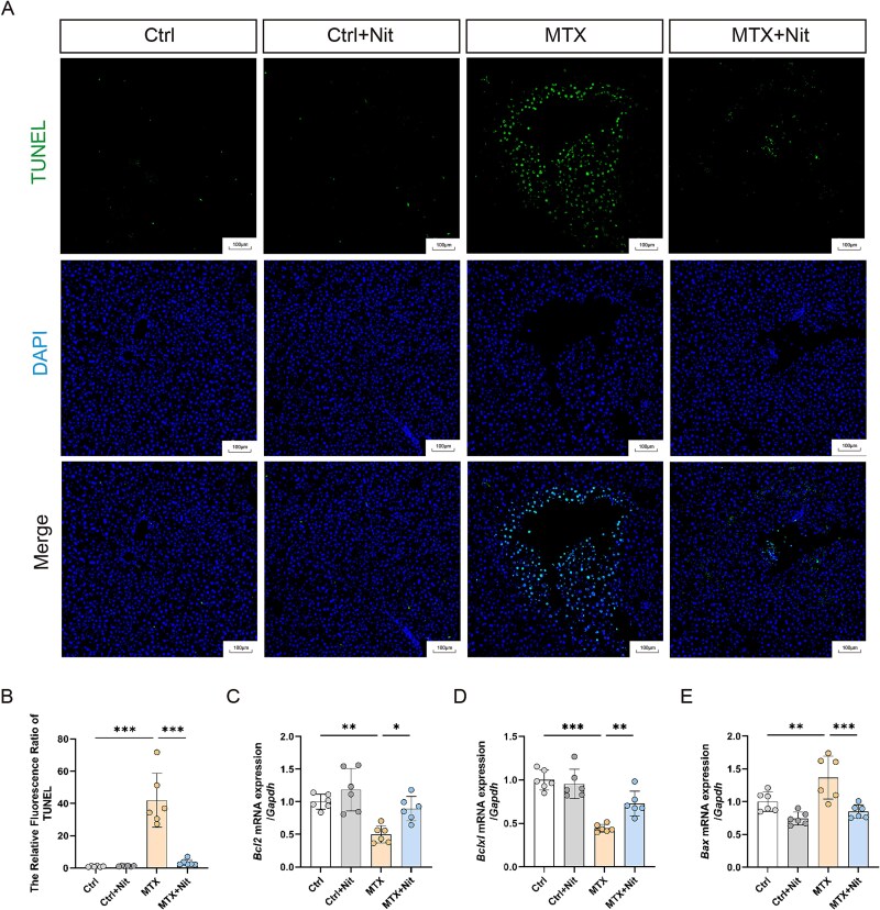 Nitrate protects against methotrexate-induced liver injury by activating Wnt/β-catenin Signaling in mice.
