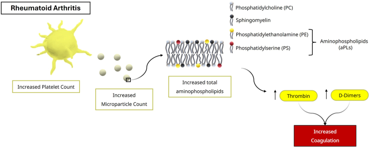 Circulating membrane aminophospholipids contribute to thrombotic risk in rheumatoid arthritis.