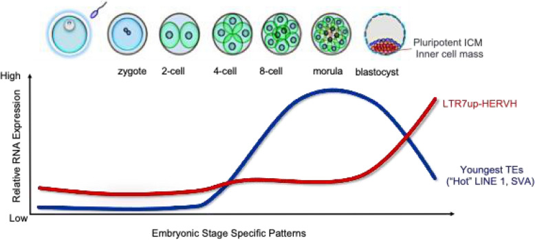 Co-option of an endogenous retrovirus (LTR7-HERVH) in early human embryogenesis: becoming useful and going unnoticed.