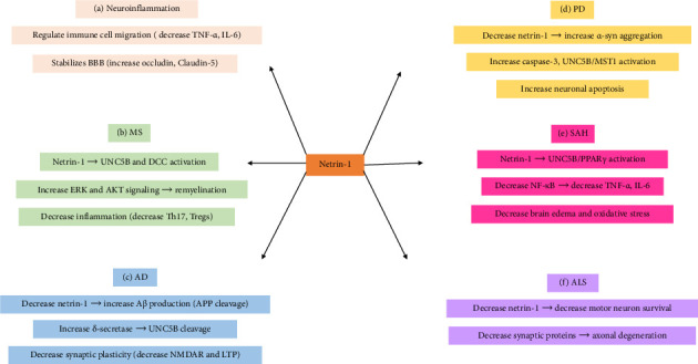 Netrin-1: Dual Roles in Neuroinflammation and Neurodegenerative Disease Dynamics.