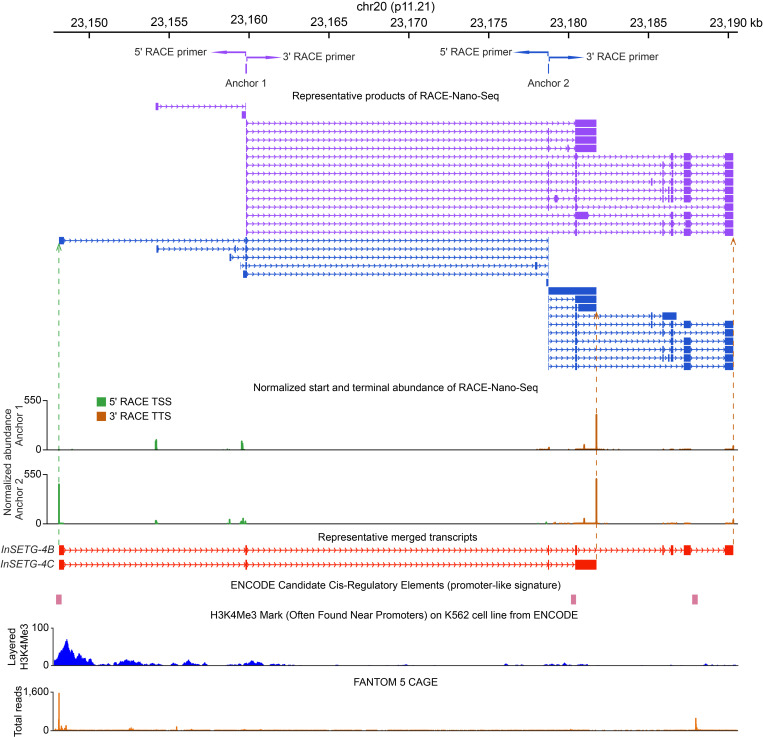 RACE-Nano-Seq: Profiling Transcriptome Diversity of a Genomic Locus.