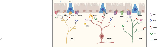 Gut sensory neurons as regulators of neuro-immune-microbial interactions: from molecular mechanisms to precision therapy for IBD/IBS.