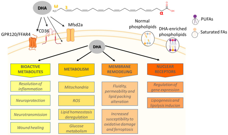 Effects of Docosahexaenoic Acid on Prostate Cancer.
