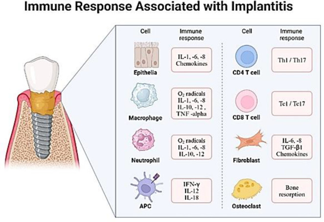 <i>Candida albicans</i> Impact on the Progression, Morphology, and Cellular Integrity of Biofilm Formation on the Surfaces of Implants; Current Knowledge and Future Perspectives.