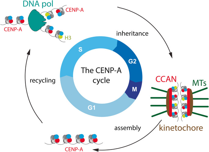 A brief historical perspective on cell cycle control of CENP-A assembly and inheritance.