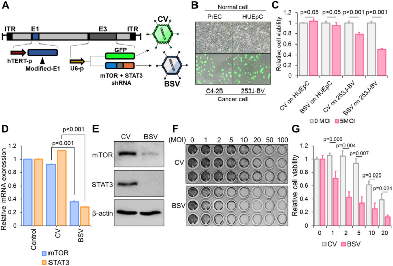 Correction: Intravesical instillation-based mTOR-STAT3 dual targeting for bladder cancer treatment.